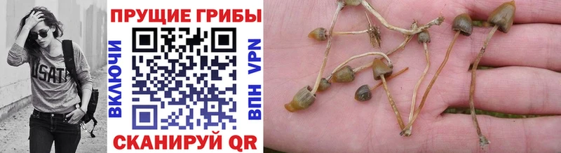 Галлюциногенные грибы Psilocybe  Кировск 